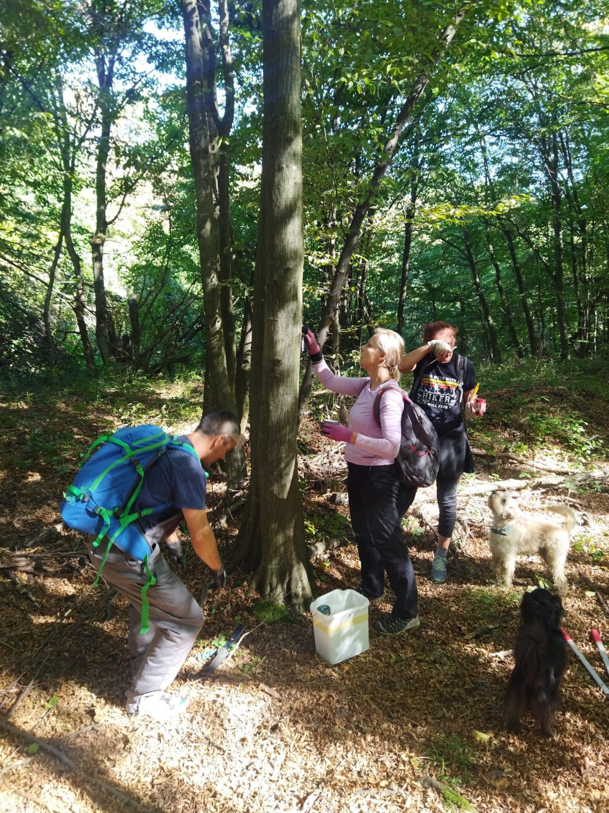 Diljske lisice: 422,424, 405