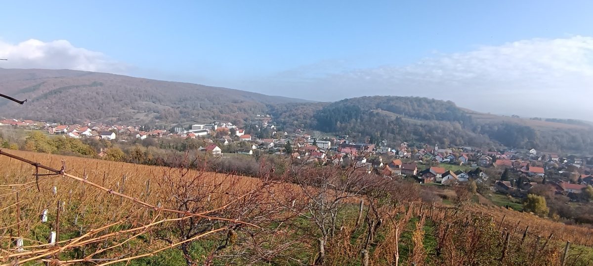 Martinje Kutjevo 9.11.2025